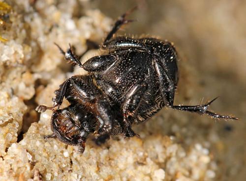 Onthophagus emarginatus