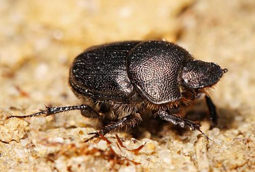 Onthophagus emarginatus