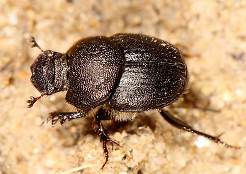 Onthophagus emarginatus