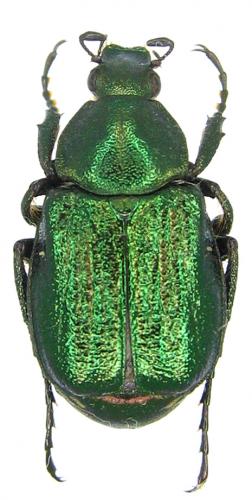 Gnorimus nobilis bolshakovi