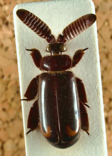 Réf. 55 158 : Cerapterus sp.