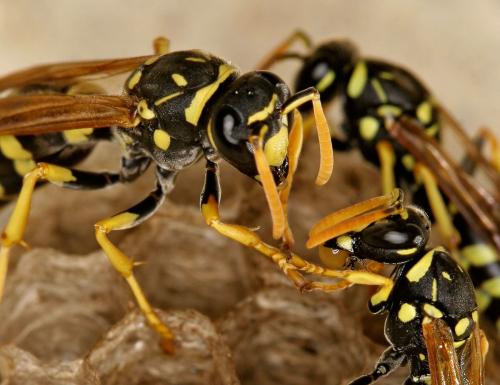 Réf. 55 086 : Polistes gallicus