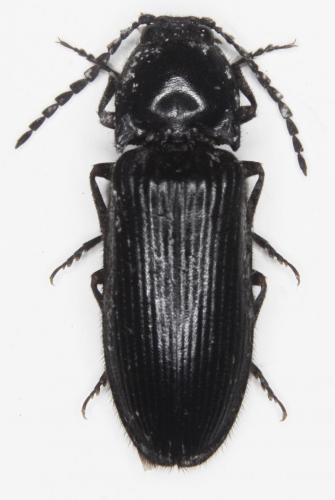Megathous nigerrimus