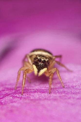 Heliophanus tribulosus