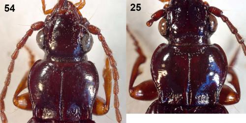 Réf. 55 311 : Patrobus atrorufus