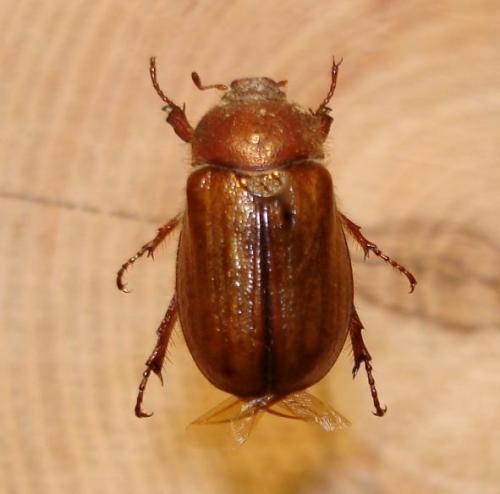 Amphimallon atrum