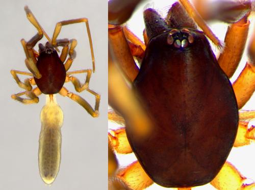 Harpactea hombergi