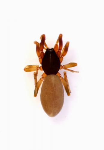 Harpactea hombergi
