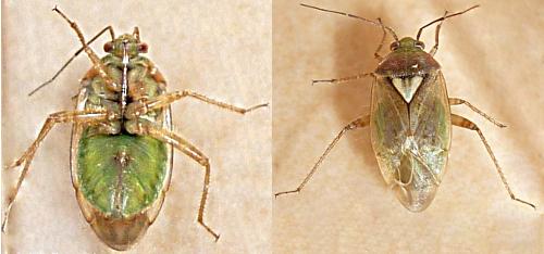 Lygus sp.