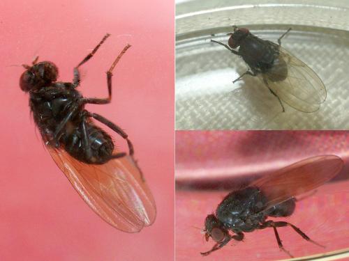 Minettia longipennis