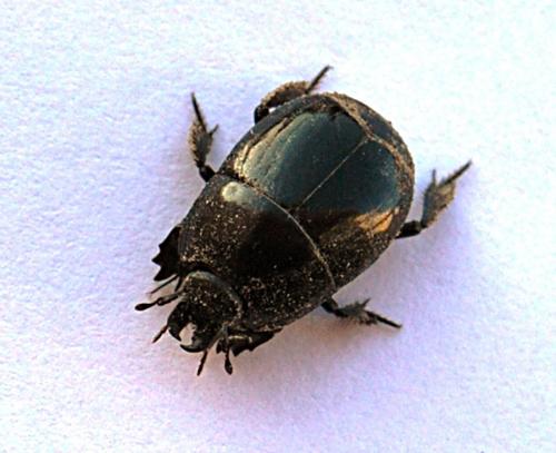 Hister quadrimaculatus