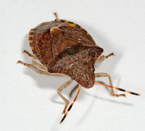 Réf. 55 626 : Peribalus strictus vernalis