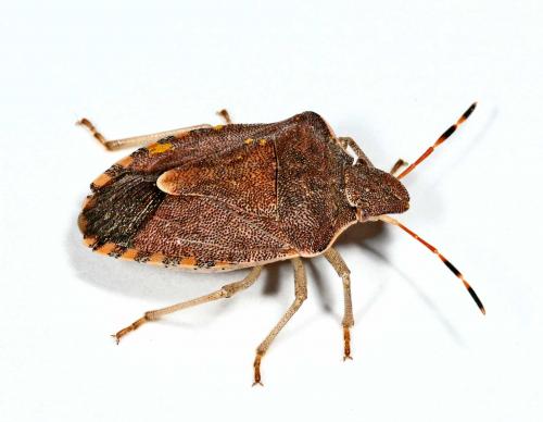 Réf. 55 627 : Peribalus strictus vernalis