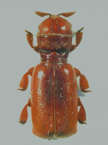 Réf. 55 153 : Hylotorus uelensis