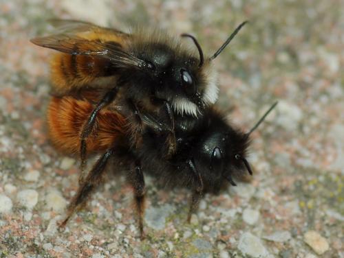 Osmia cornuta