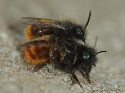 Osmia cornuta