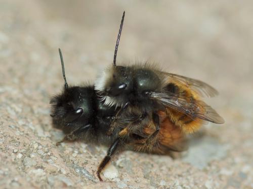 Osmia cornuta