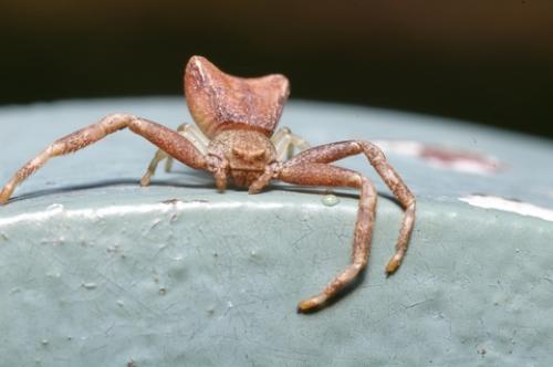 Réf. 55 465 : Pistius truncatus
