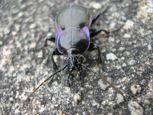 Carabus nemoralis