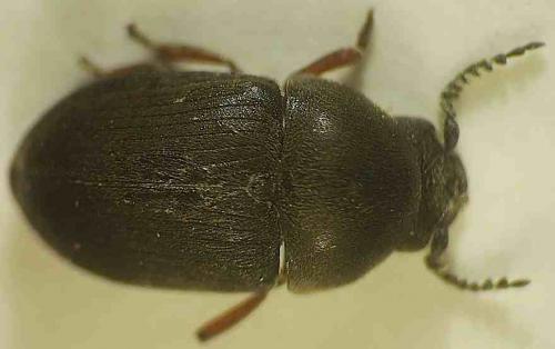 Xyletinus sp.