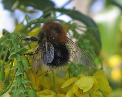 Bombus hypnorum