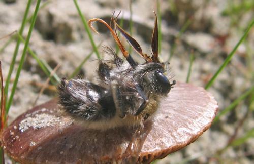 Anthophora plumipes