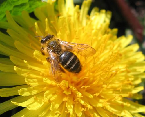Réf. 55 968 : Andrena (flavipes-gravida)