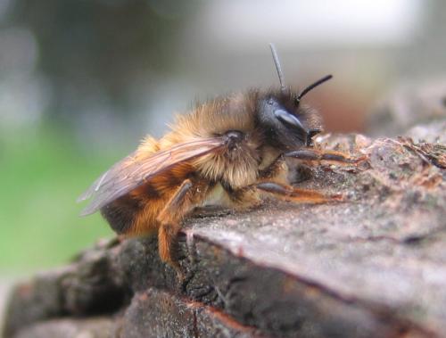 Réf. 55 794 : Osmia bicornis