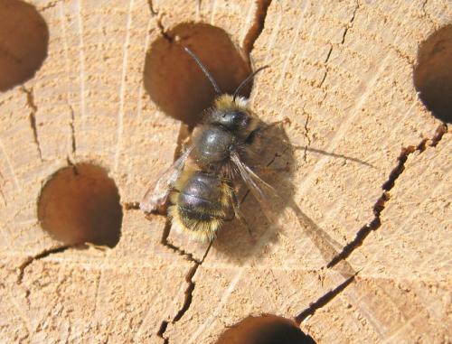 Osmia sp.
