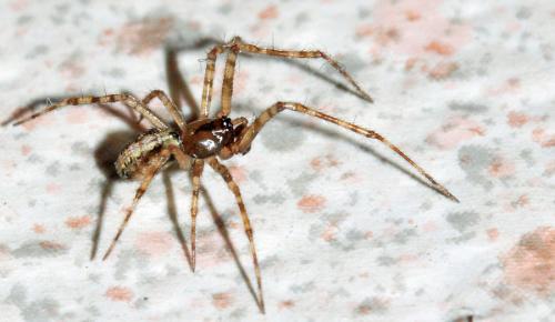 Theridion sp.