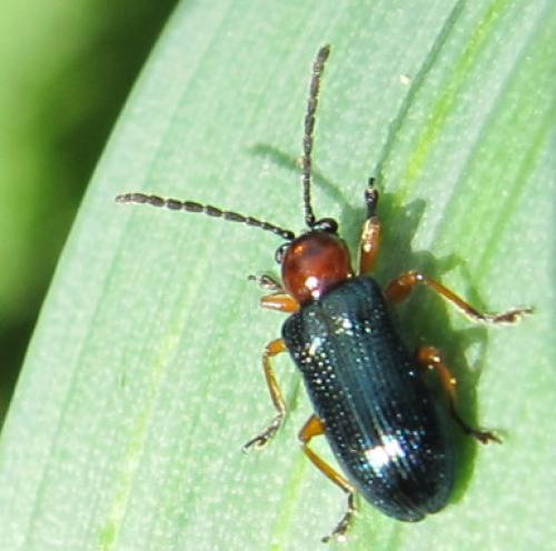 Réf. 55 014 : Oulema sp.