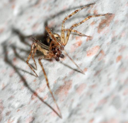 Theridion sp.