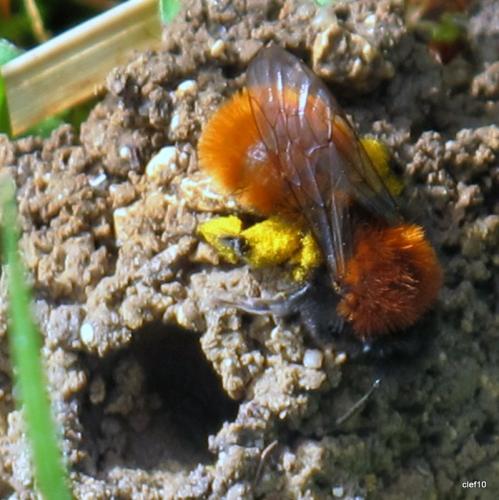 Andrena fulva