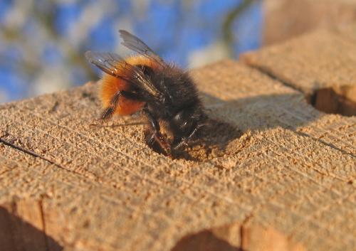 Osmia cornuta