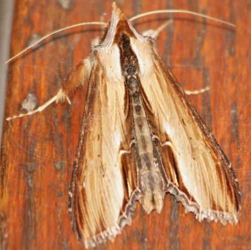 Réf. 55 643 : Cucullia verbasci