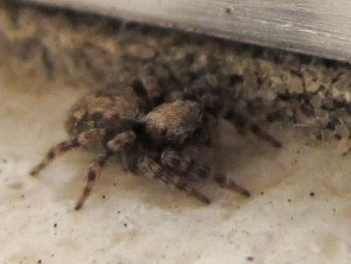 Pseudeuophrys lanigera