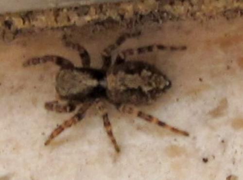 Pseudeuophrys lanigera