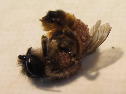Réf. 55 243 : Osmia bicornis