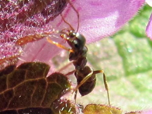 Lasius sp.