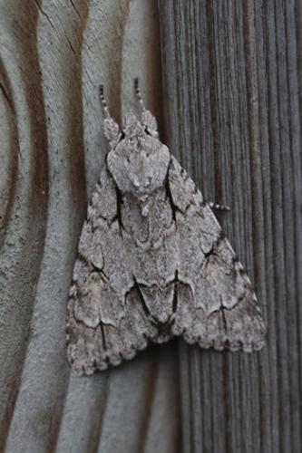 Réf. 55 620 : Acronicta sp.