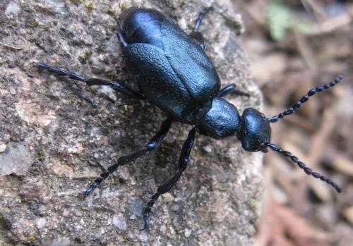 Meloe sp.