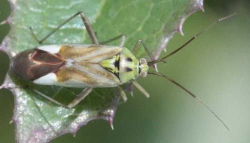 Réf. 55 196 : Reuterista instabilis