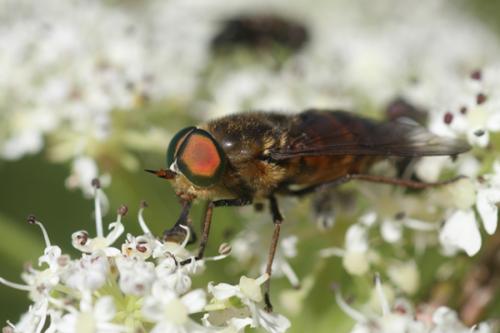 Philipomyia sp.
