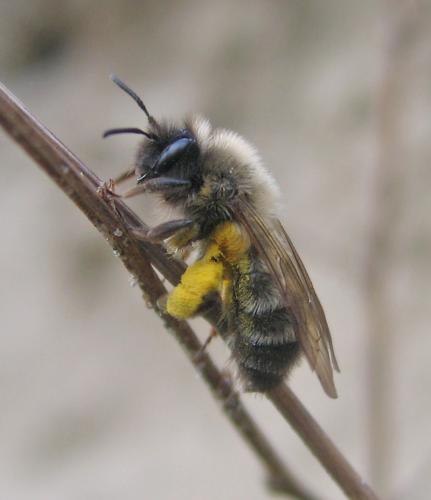 Andrena nycthemera