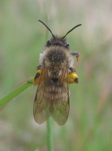 Réf. 55 136 : Andrena nycthemera