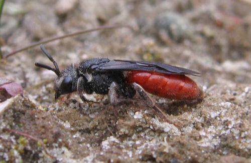 Réf. 55 165 : Sphecodes albilabris