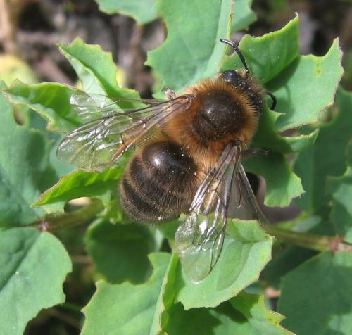 Colletes cunicularius
