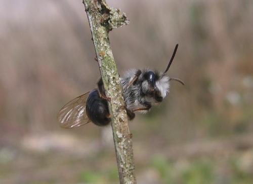 Andrena vaga