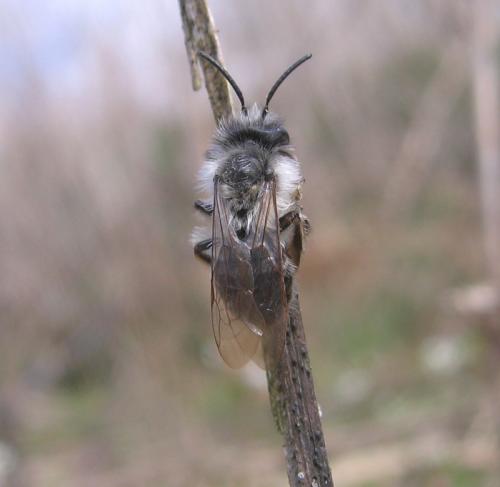 Andrena vaga