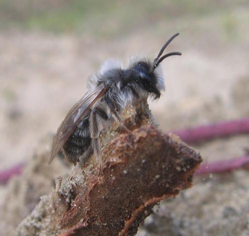 Andrena vaga